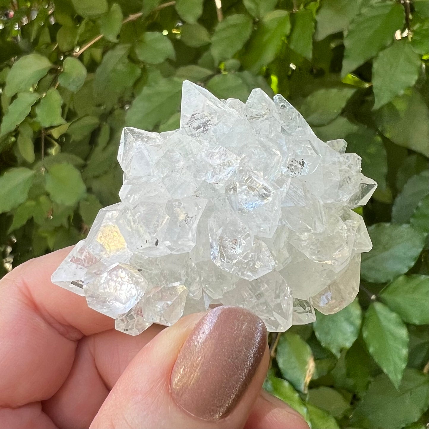 Mirror Apophyllite on Chlorite Calcite Matrix Cluster - Jalgoan District, Maharashtra, India
