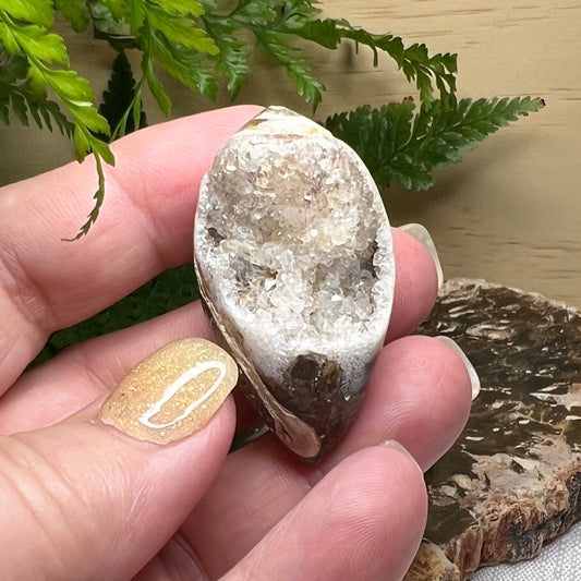 Fossilised Whelk Shell with pretty Quartz interior (iv)