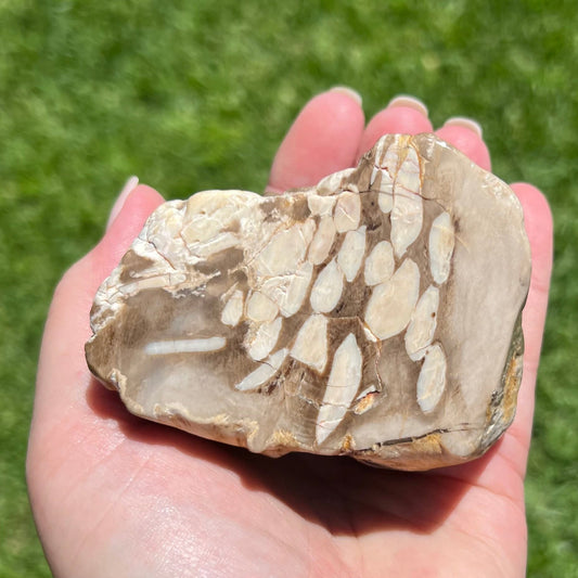 Peanut Wood / Petrified Driftwood (Kennedy Ranges WA Aus) - Raw with polished face