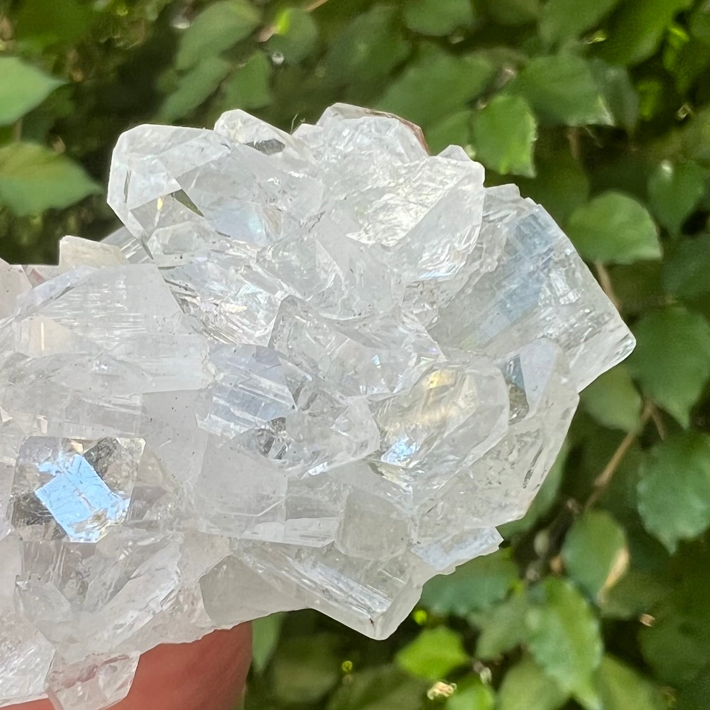 Mirror Apophyllite Cluster with Hematite inclusions - Jalgoan District, Maharashtra, India