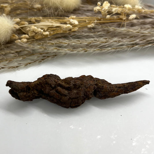 Coprolite - Prehistoric Fossilised Dinosaur Dung