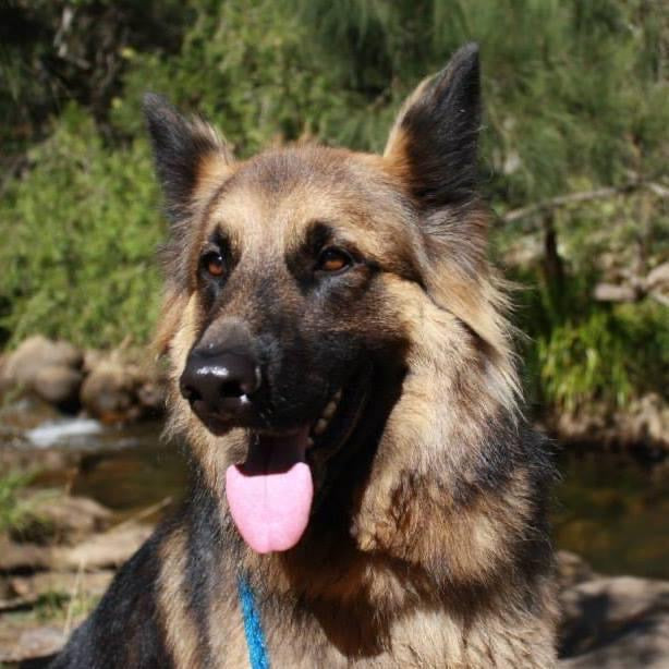 Crystal Charms for Keys, Bags & Pet Collars!