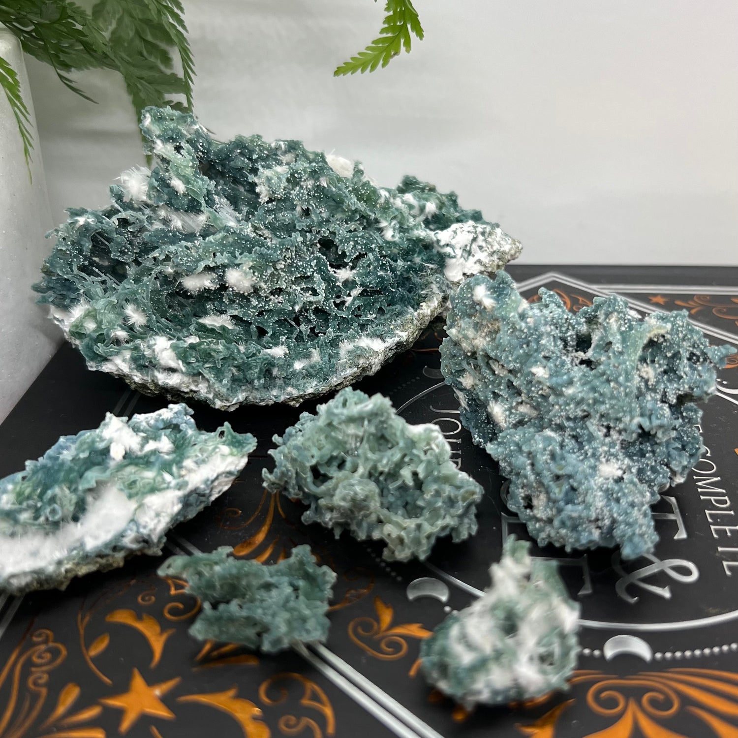 Unusual & Quirky Specimens