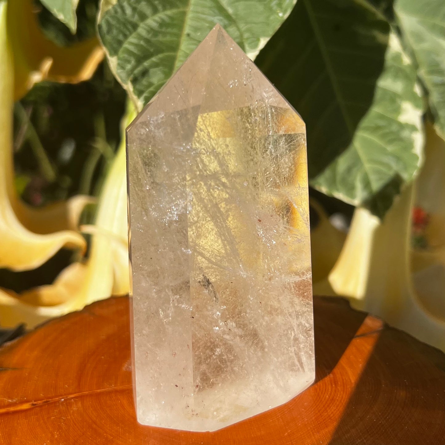 Sea Urchin Rutilated Quartz Polished Point | Brazil