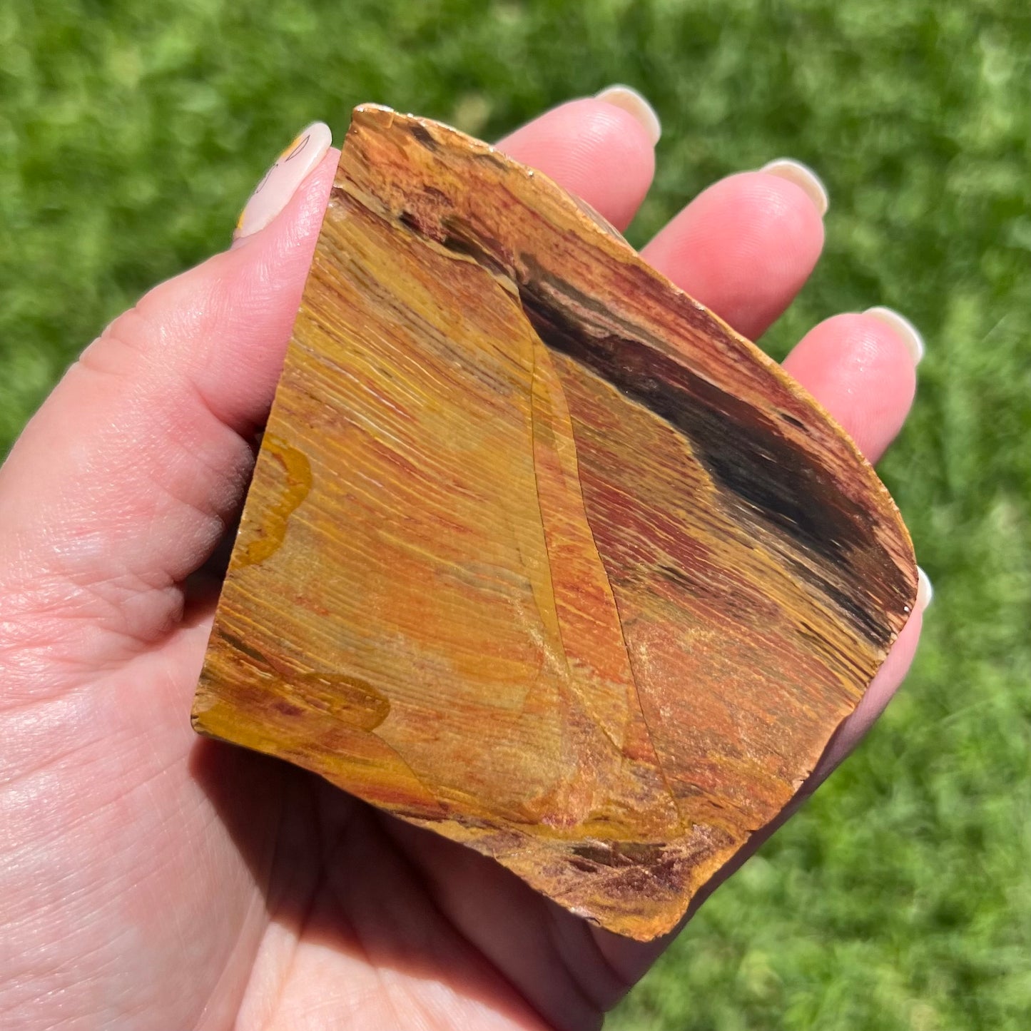 Fossilised Petrified Wood - Chinchilla, Qld - Australian Specimen