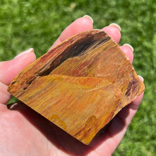 Fossilised Petrified Wood - Chinchilla, Qld - Australian Specimen