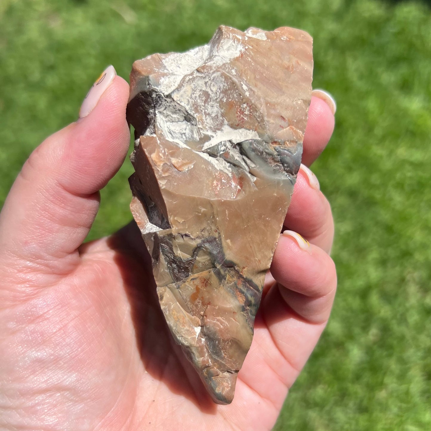 Fossilised Petrified Wood - Chinchilla, Qld - Australian Specimen