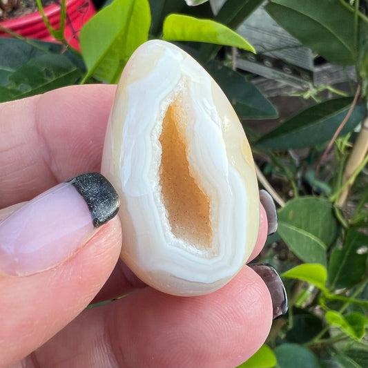A polished agate geode stone showing pale outer mineral banding and a crystalline interior cavity, with green leaves in the background.