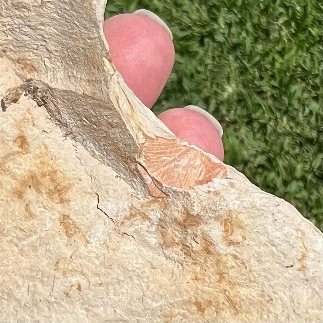 Botanical Fossil Plate from Talbragar Fish Bed - Gulgong, New South Wales