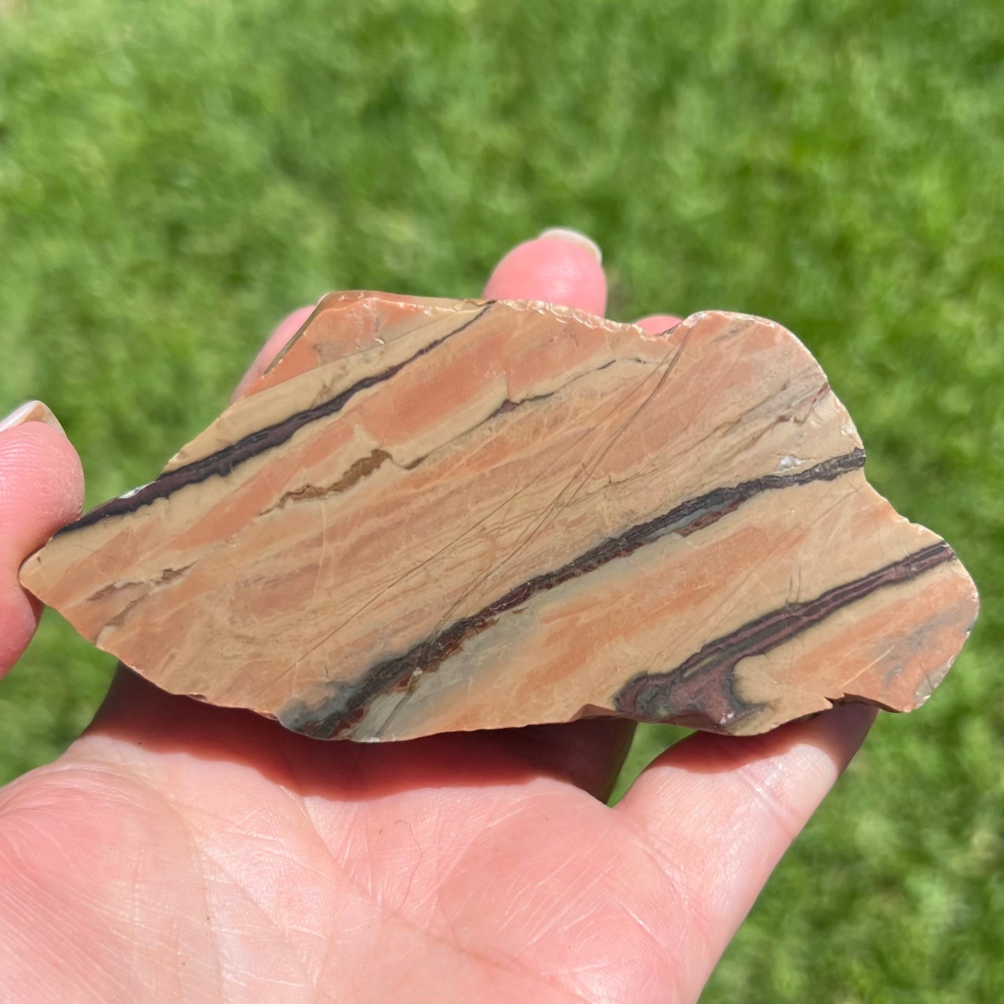 Fossilised Petrified Wood - Chinchilla, Qld - Australian Specimen