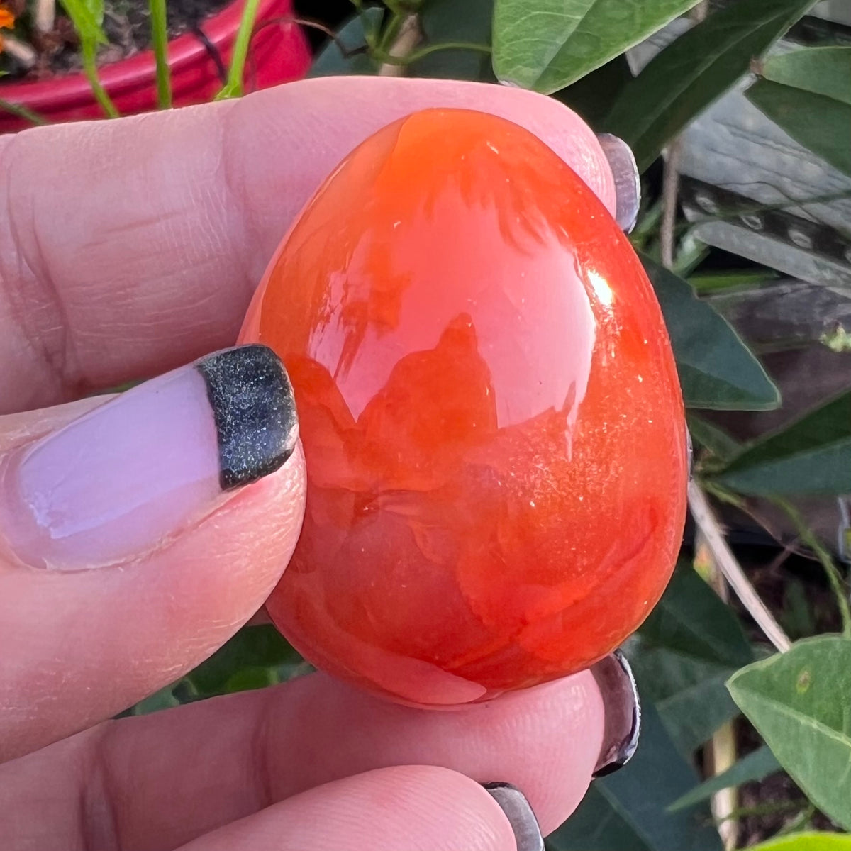 A hand holding a polished Carnelian Ovoid stone against a background of green leaves.