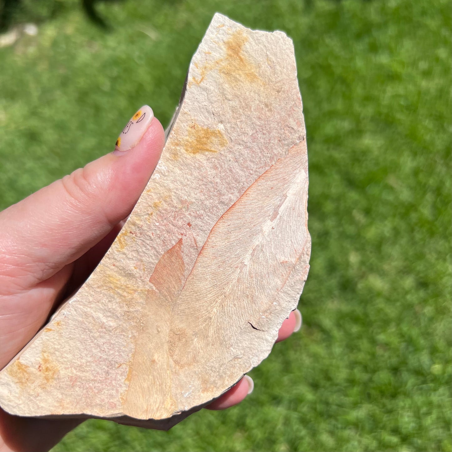 Botanical Fossil Plate from Talbragar Fish Bed - Gulgong, New South Wales