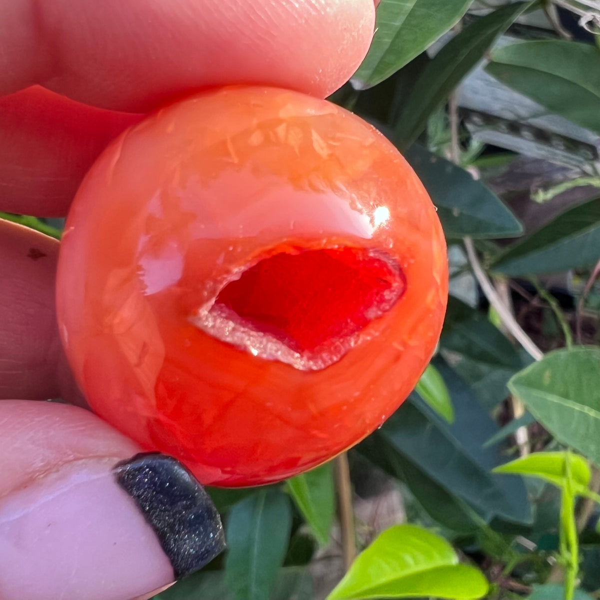 A close-up of the druzy cave in the highly polished Carnelian Egg, set against green leaves outdoors.