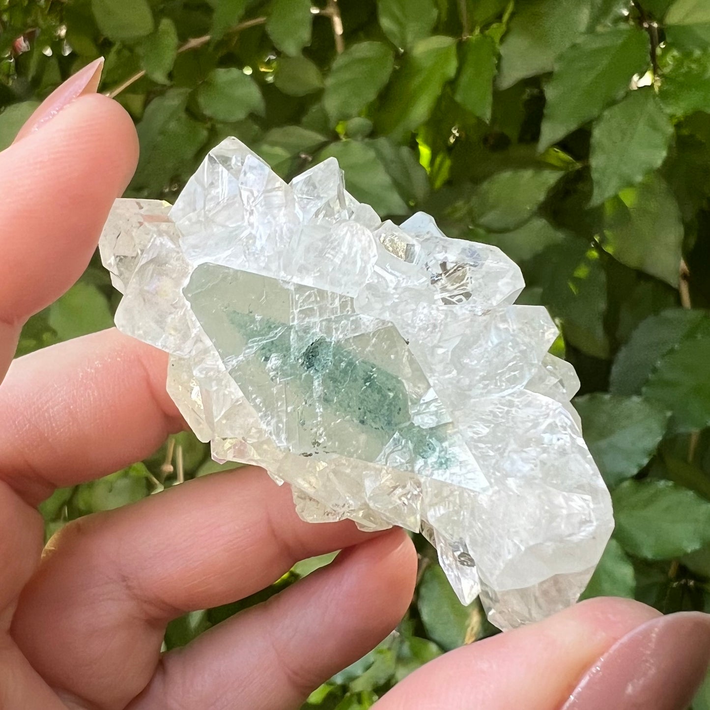 Mirror Apophyllite on Chlorite Calcite Matrix Cluster - Jalgoan District, Maharashtra, India