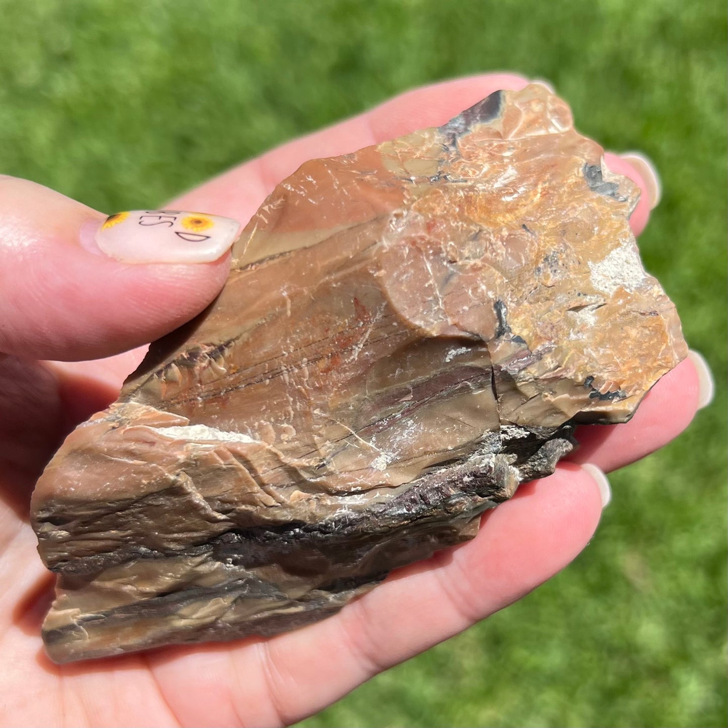 Fossilised Petrified Wood - Chinchilla, Qld - Australian Specimen