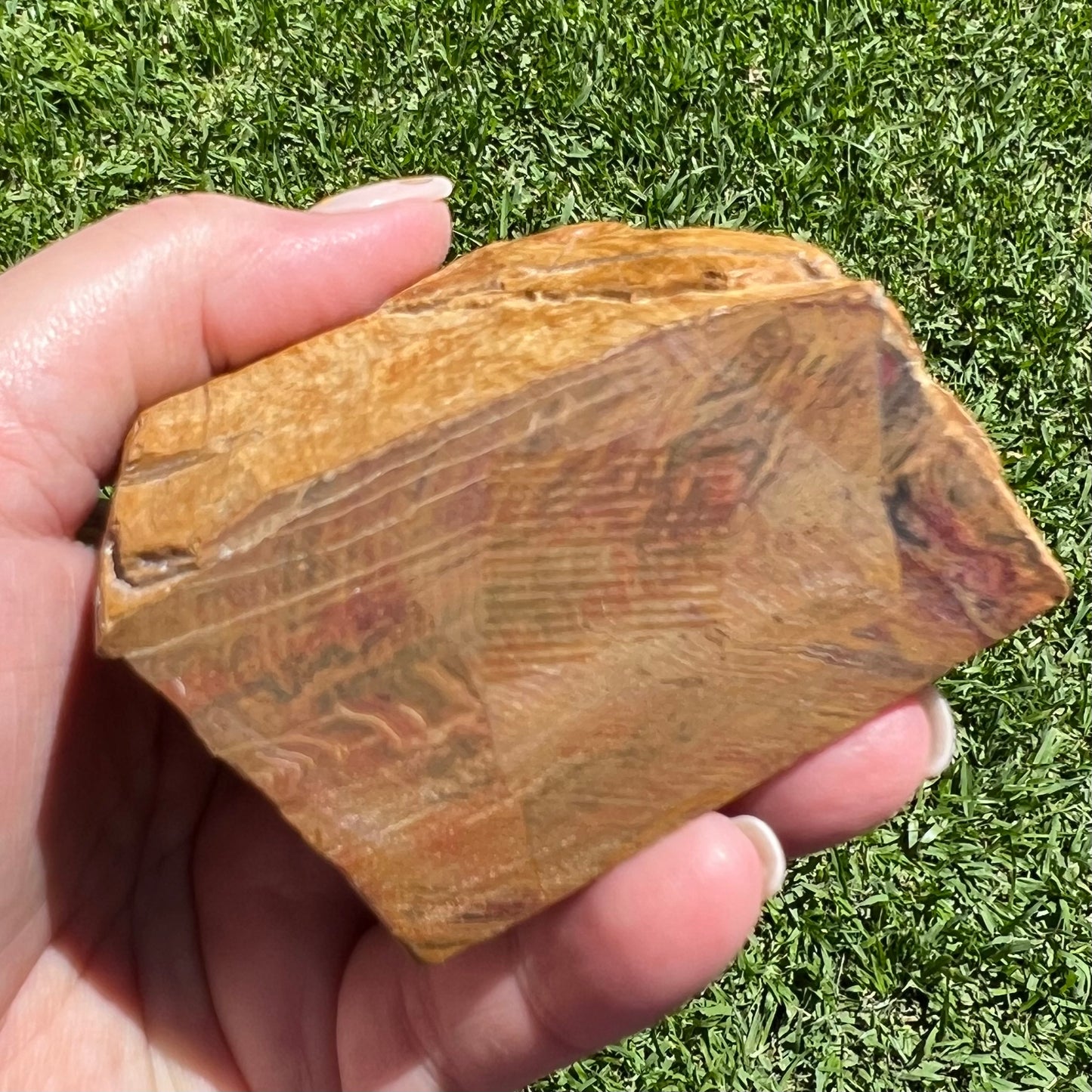 Fossilised Petrified Wood - Chinchilla, Qld - Australian Specimen