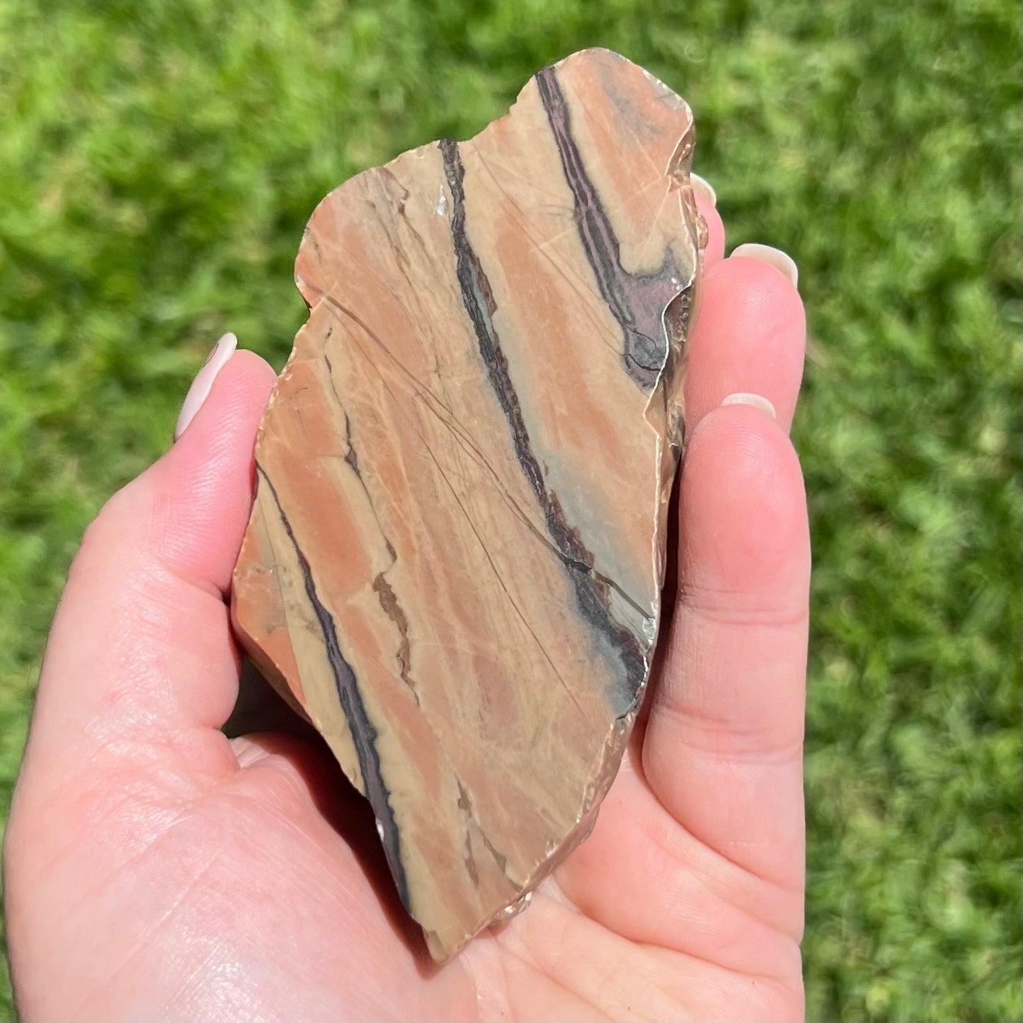 Fossilised Petrified Wood - Chinchilla, Qld - Australian Specimen