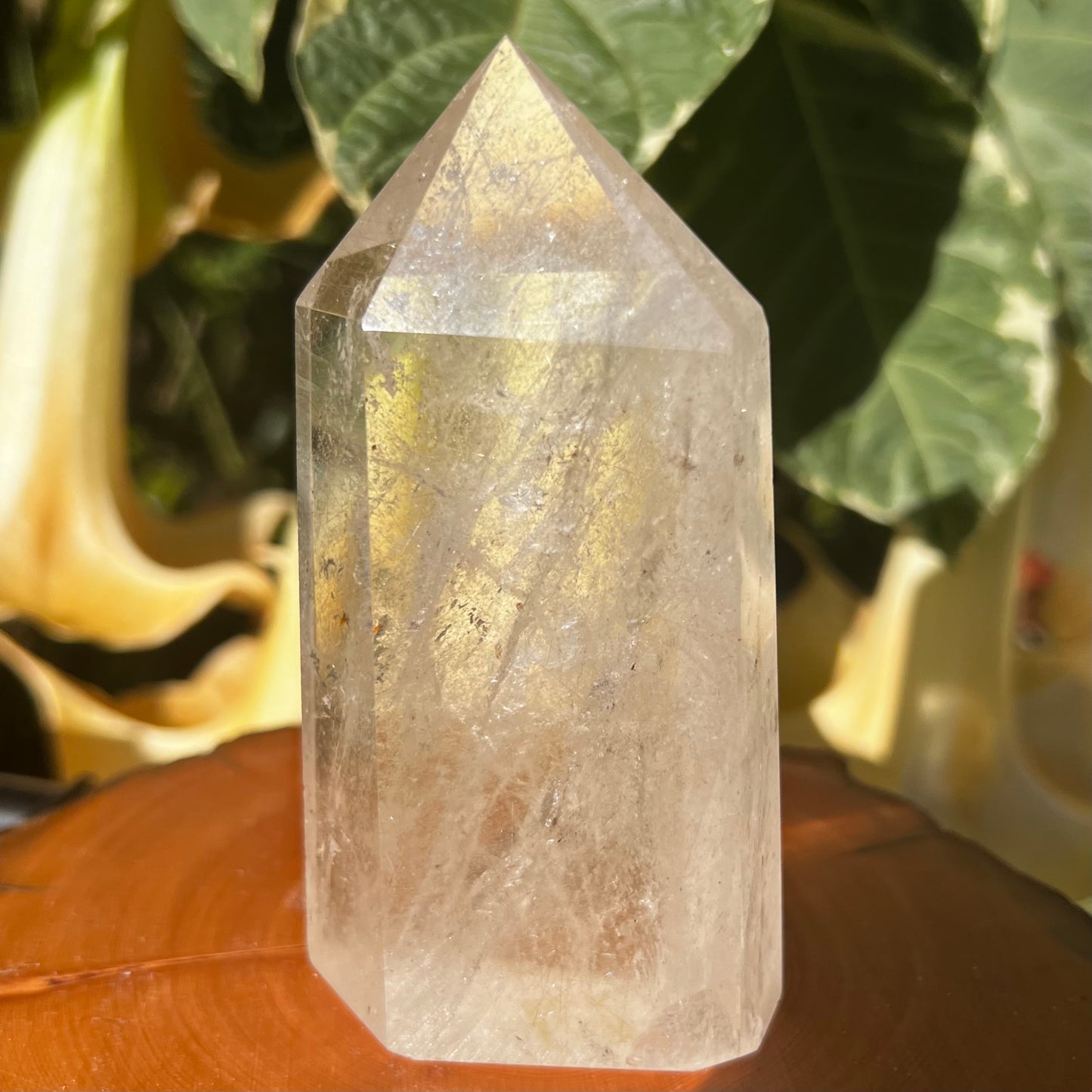 Sea Urchin Rutilated Quartz Polished Point | Brazil