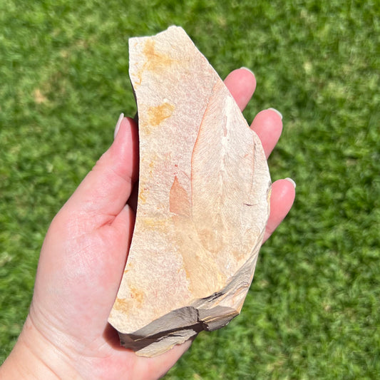 Botanical Fossil Plate from Talbragar Fish Bed - Gulgong, New South Wales