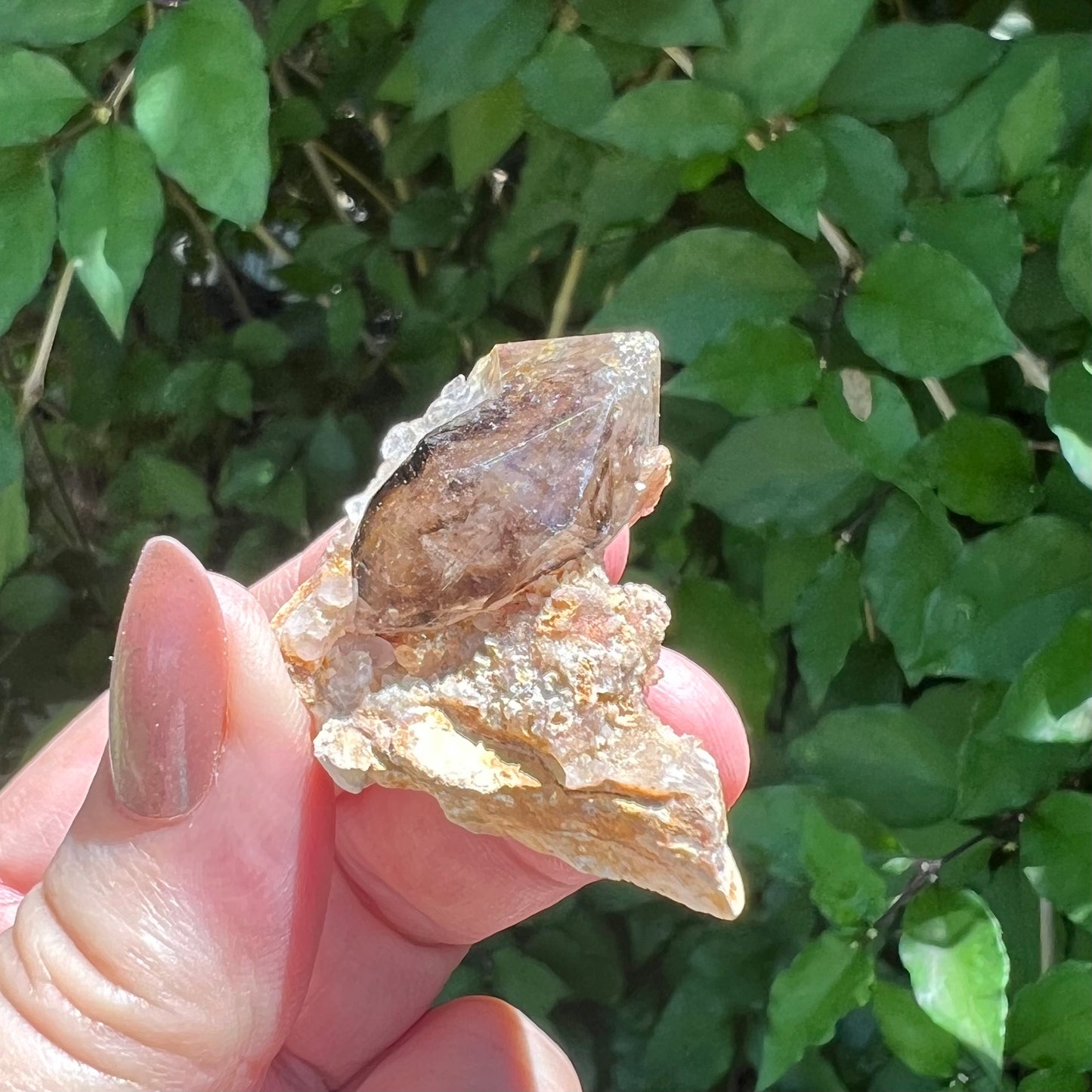 Mooralla Smoky Quartz specimen in matrix - Mooralla, Victoria