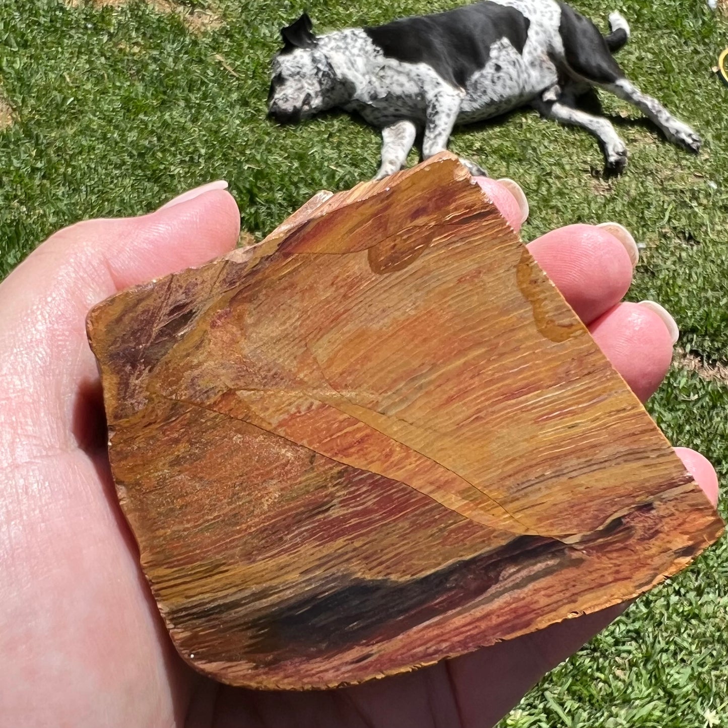 Fossilised Petrified Wood - Chinchilla, Qld - Australian Specimen