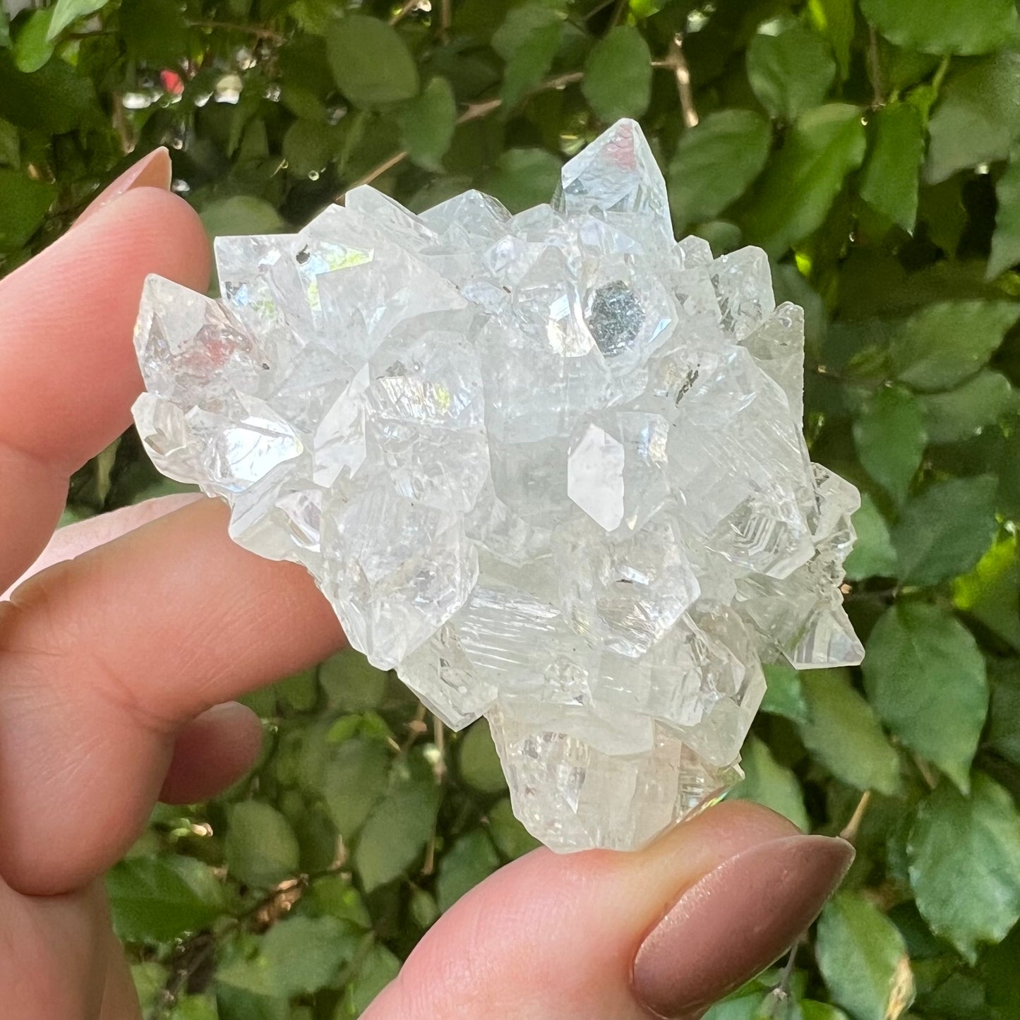 Mirror Apophyllite on Chlorite Calcite Matrix Cluster - Jalgoan District, Maharashtra, India