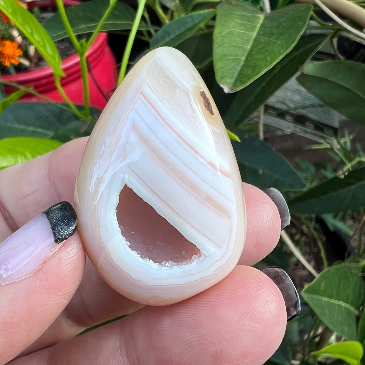 Highly polished egg shaped agate stone with diagonal mineral banding and a druzy quartz cavern, set against a background of green leaves and a red potted plant.