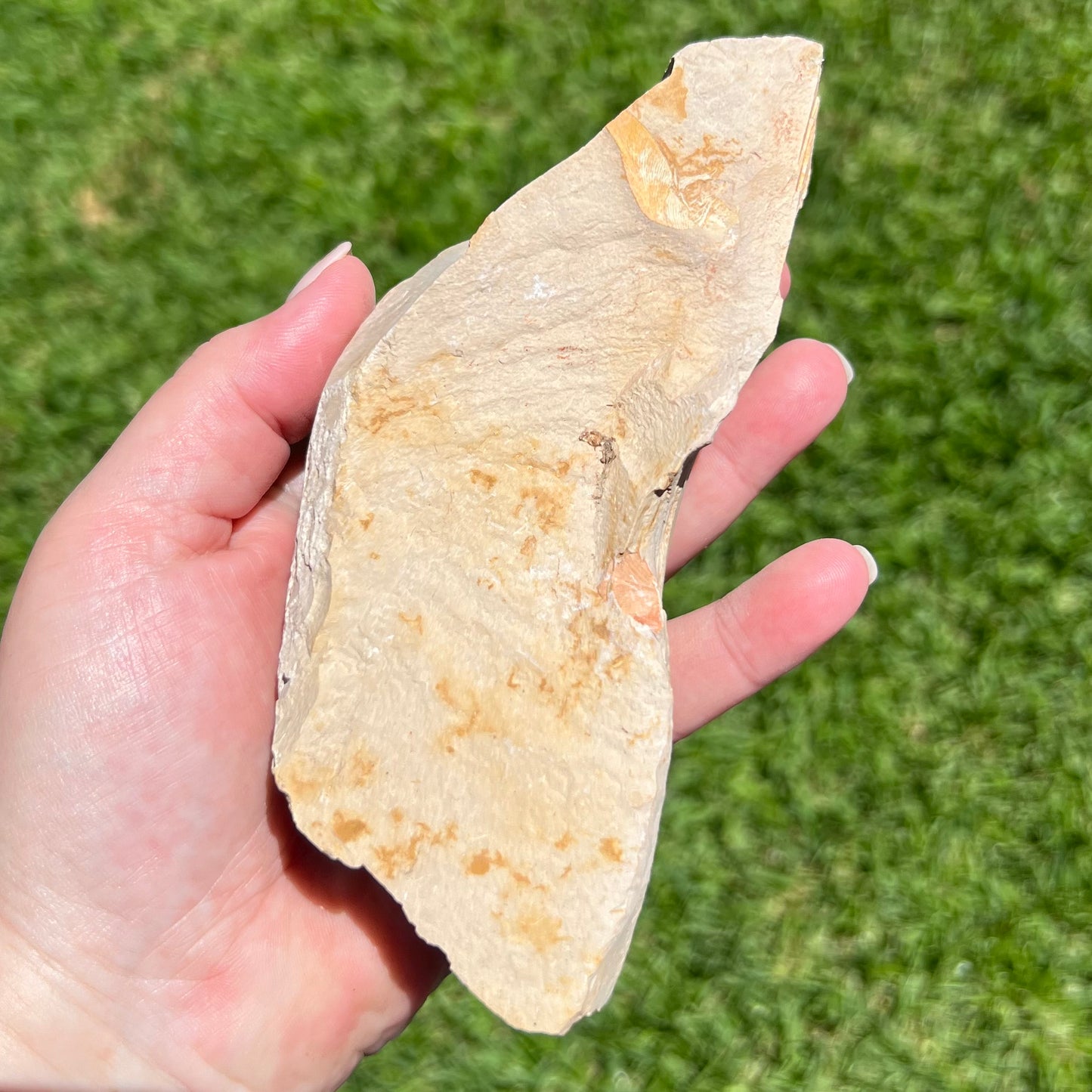 Botanical Fossil Plate from Talbragar Fish Bed - Gulgong, New South Wales