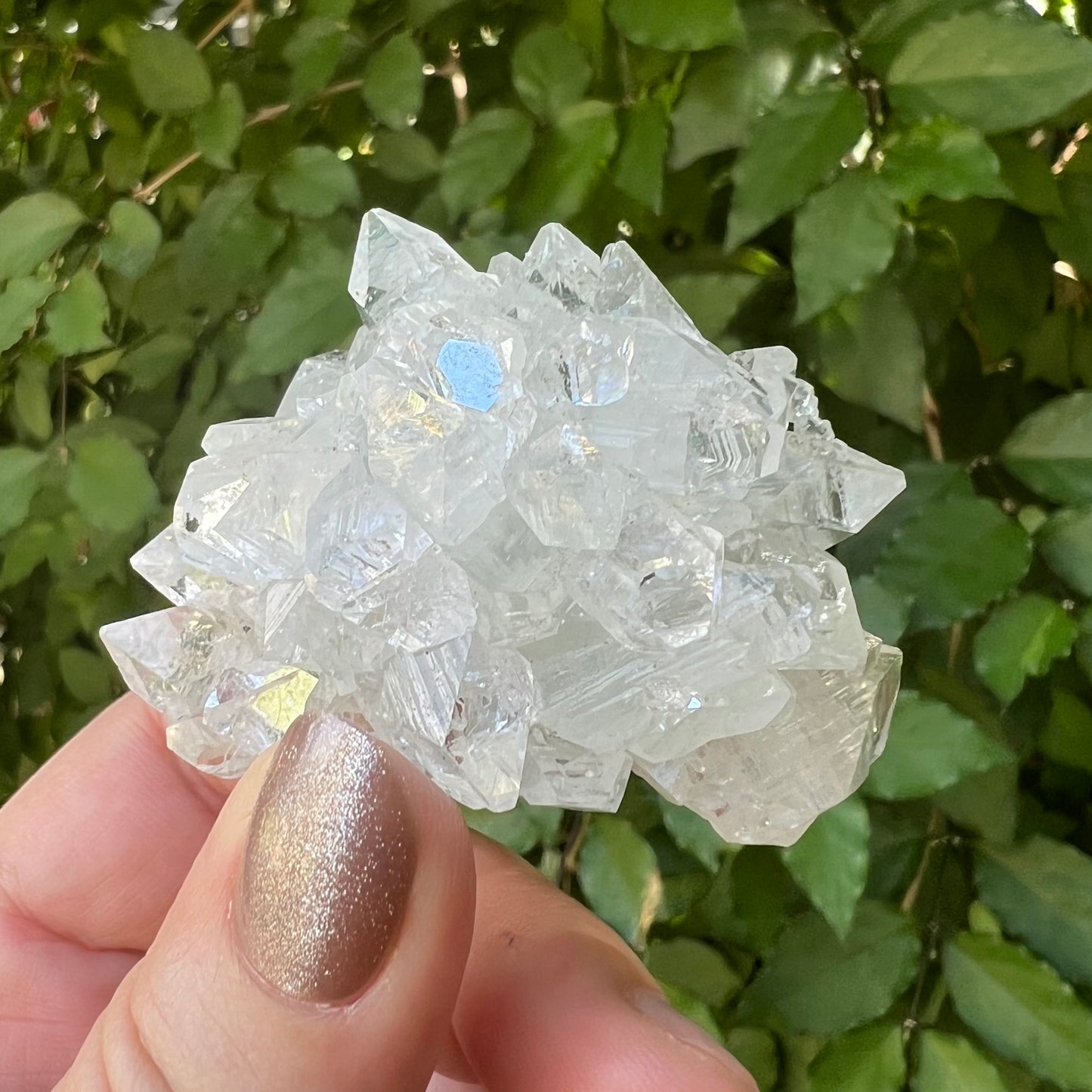 Mirror Apophyllite on Chlorite Calcite Matrix Cluster - Jalgoan District, Maharashtra, India