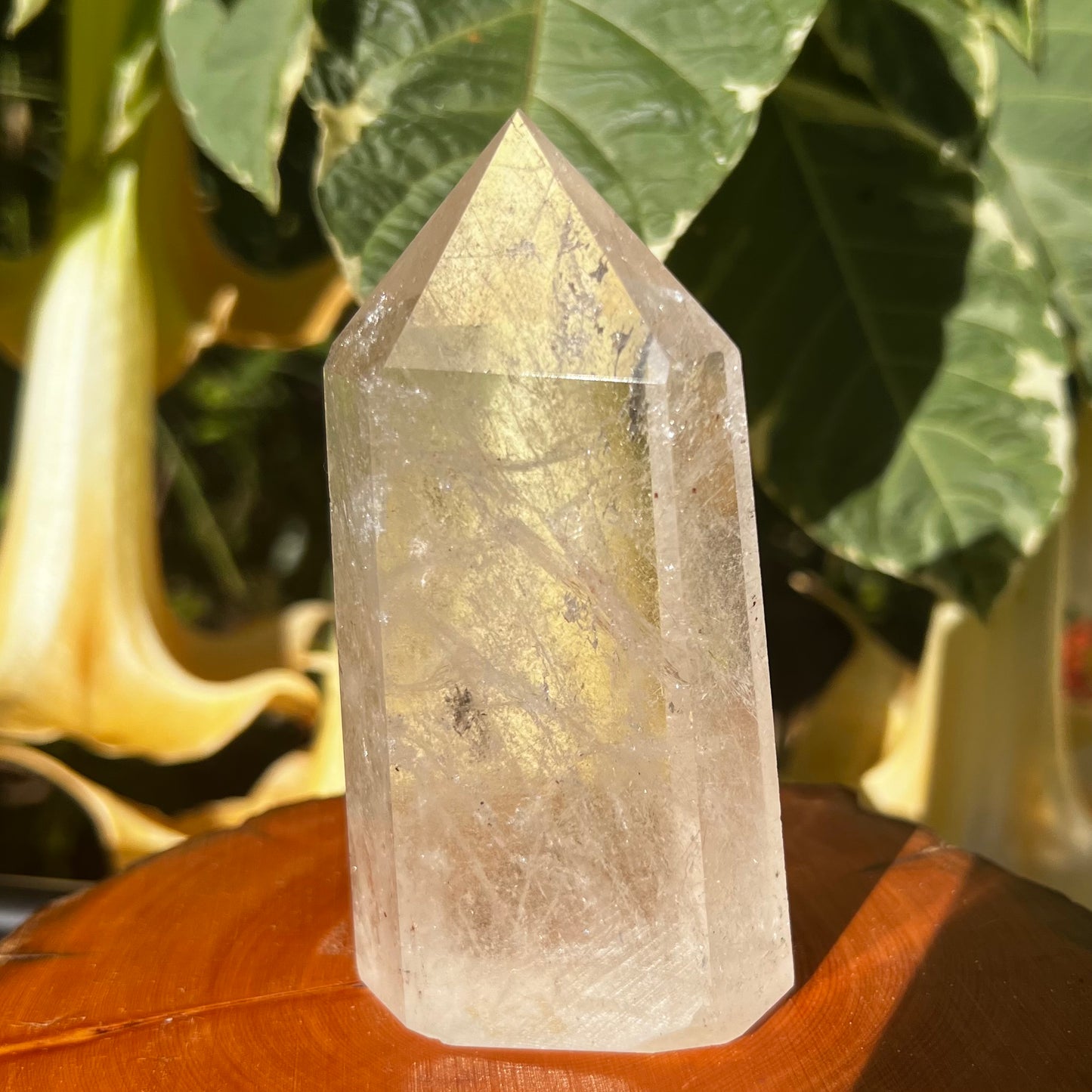 Sea Urchin Rutilated Quartz Polished Point | Brazil