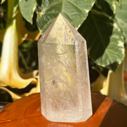 Sea Urchin Rutilated Quartz Polished Point | Brazil