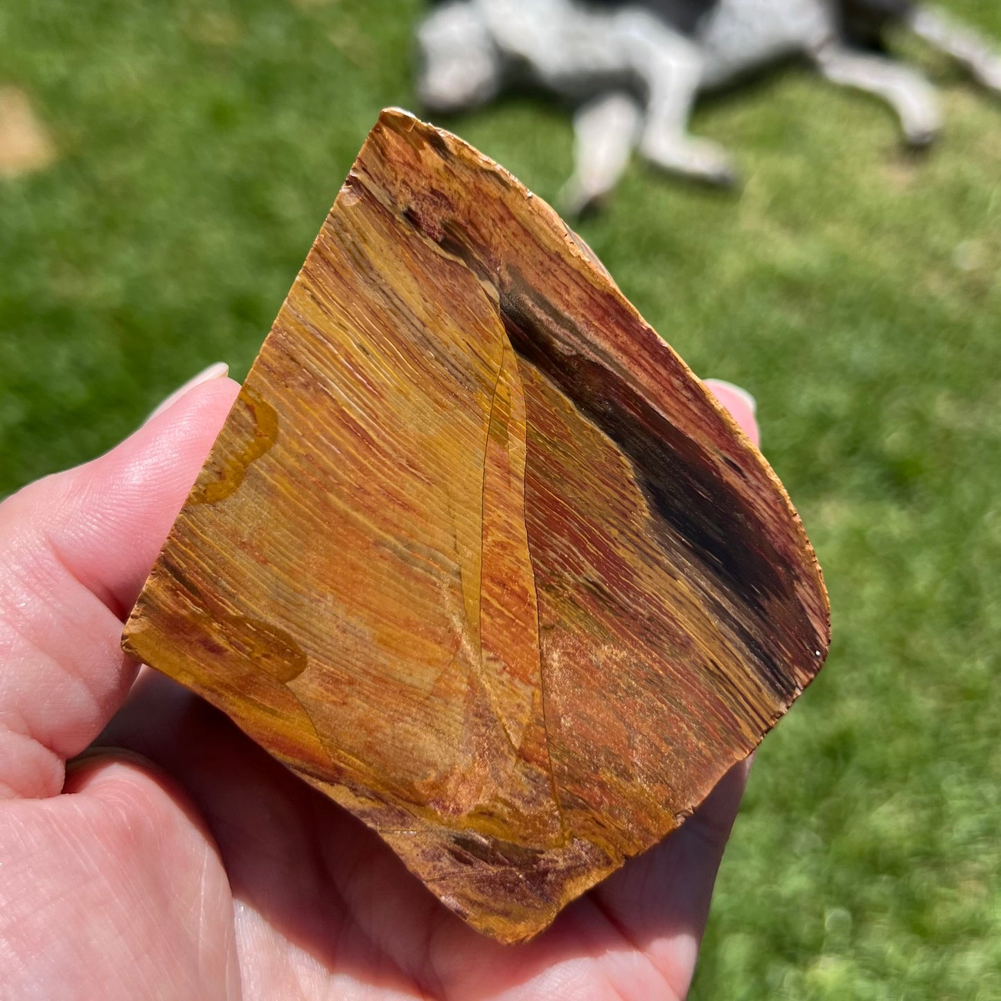 Fossilised Petrified Wood - Chinchilla, Qld - Australian Specimen