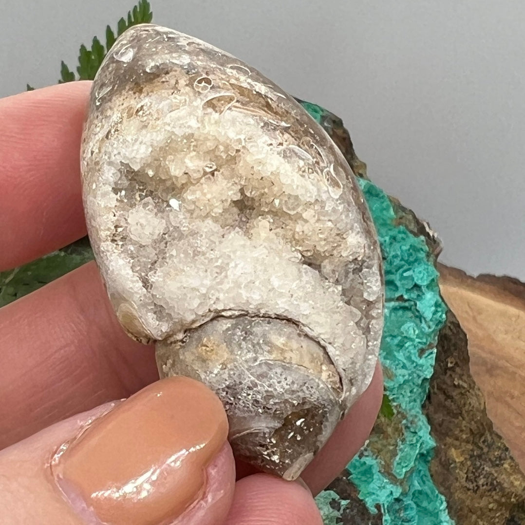 Fossilised Whelk Shell with sweet Quartz centre (ii)