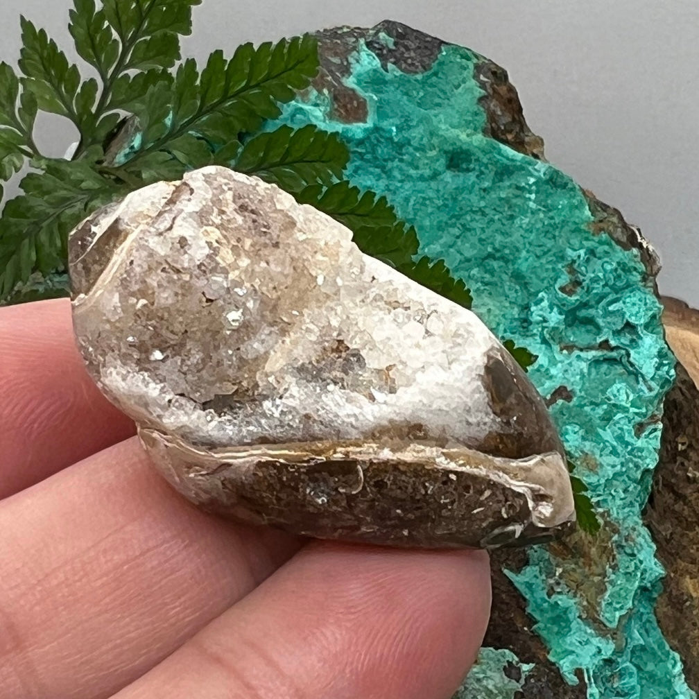 Fossilised Whelk Shell with pretty Quartz interior (iv)