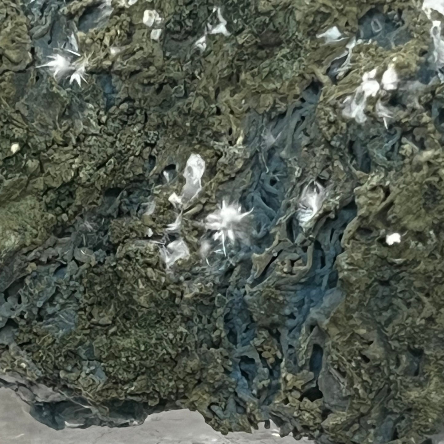 Green Chalcedony Coral Specimen with Okenite